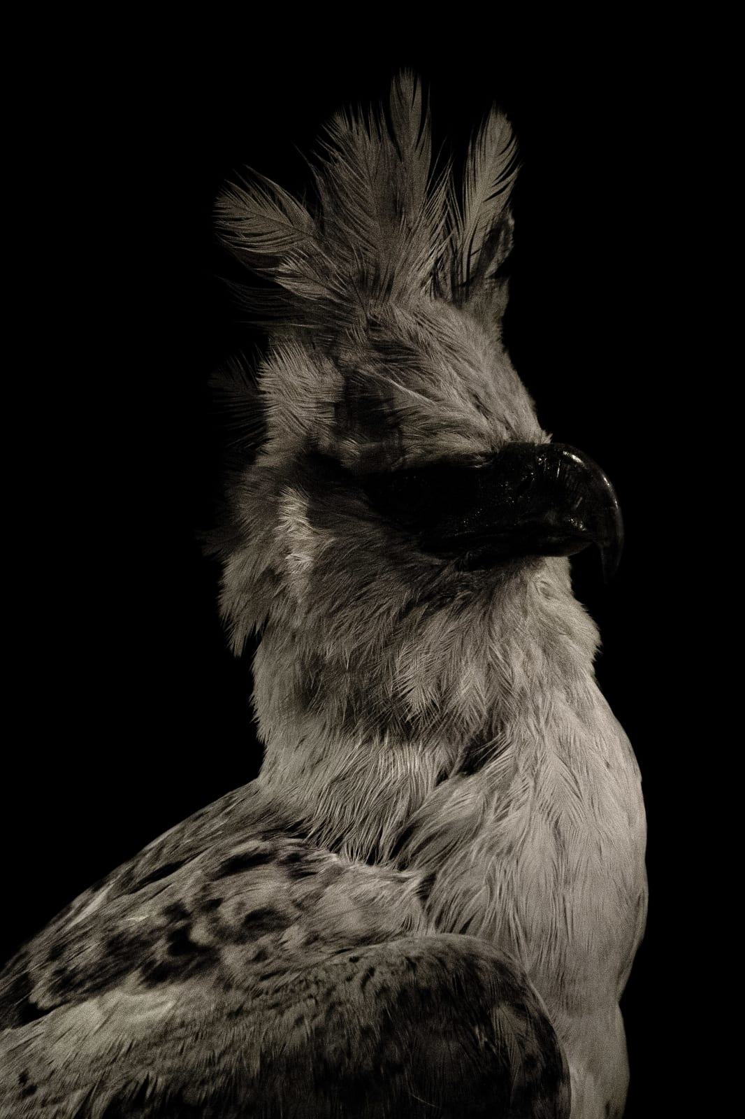 Lucas Lenci, Oiseau 72, 2015 - 2019
