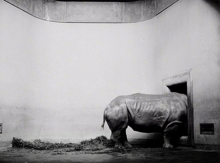 Humberto Rivas, Londres, homenaje a Man Ray, 1979