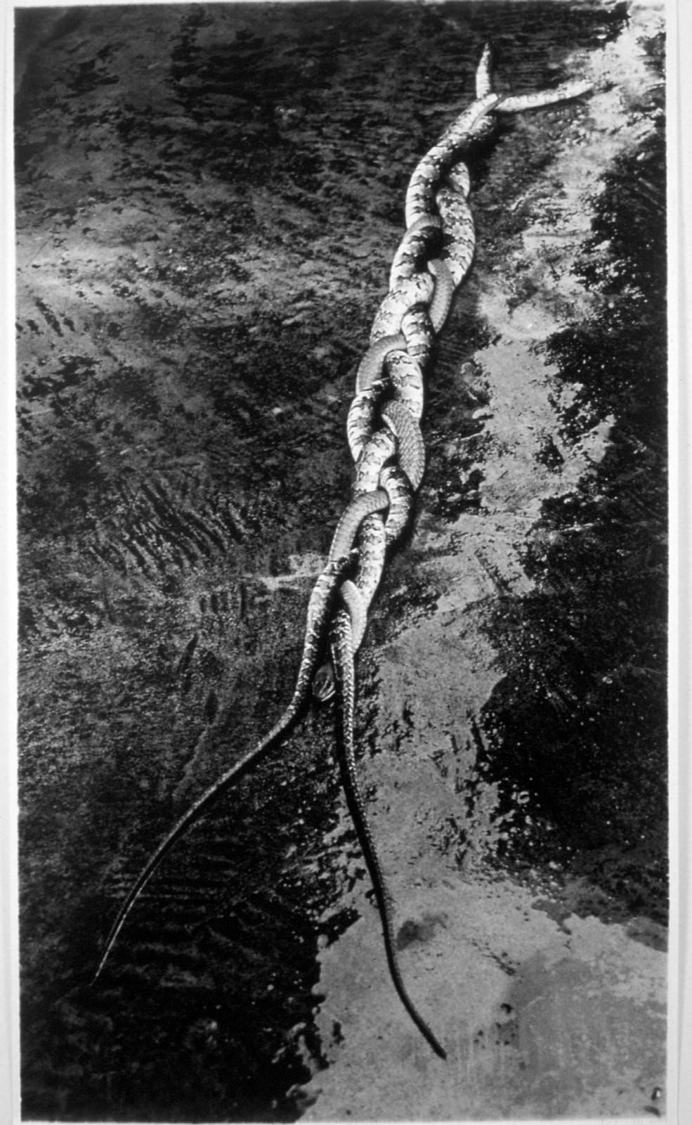 Tunga, A Vanguarda Viperina, Negative:1985 Print:1997