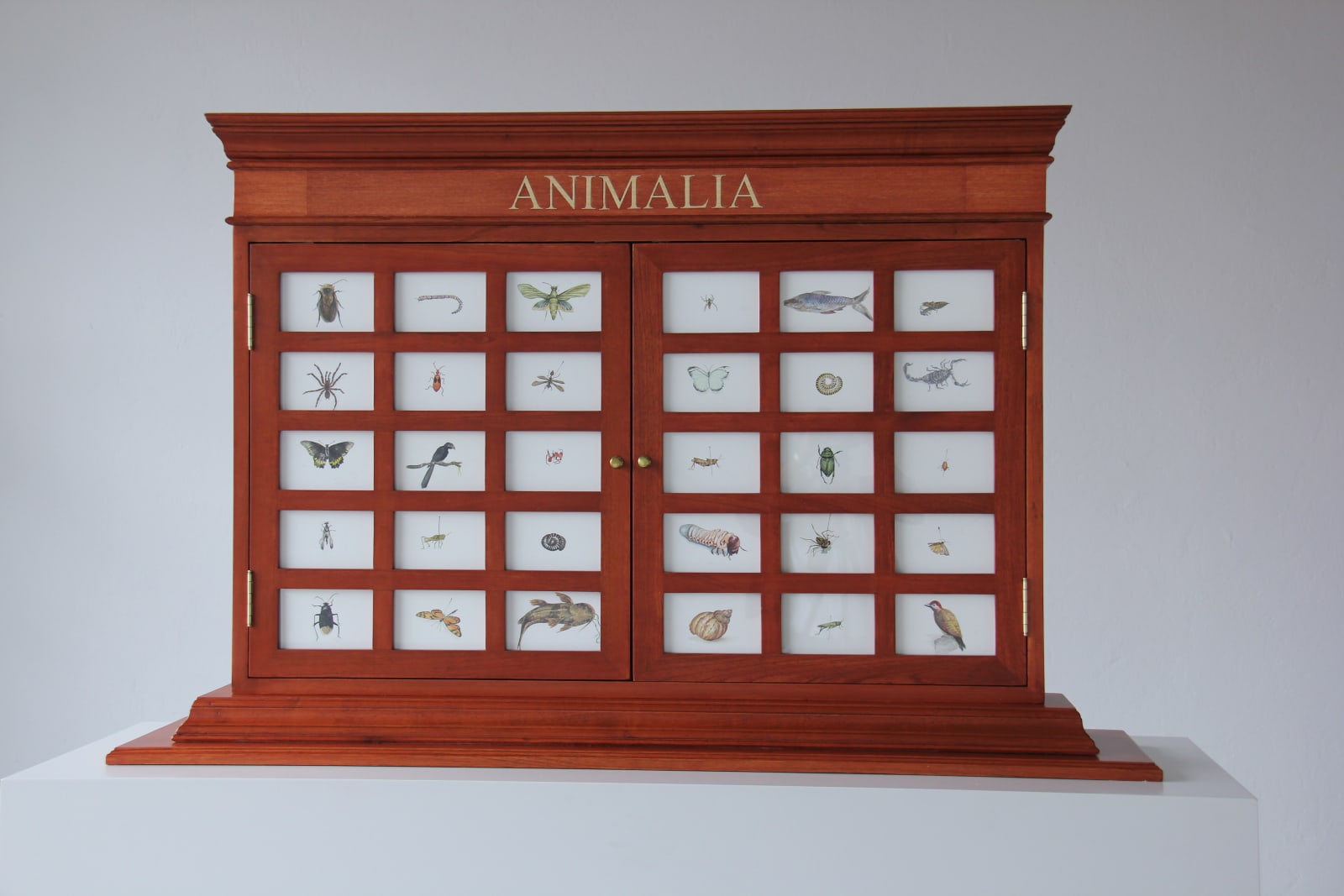 Mark Dion, Animalia Cabinet 2, 2013