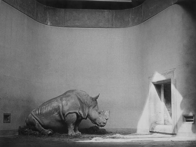 Humberto Rivas, Londres, 1979