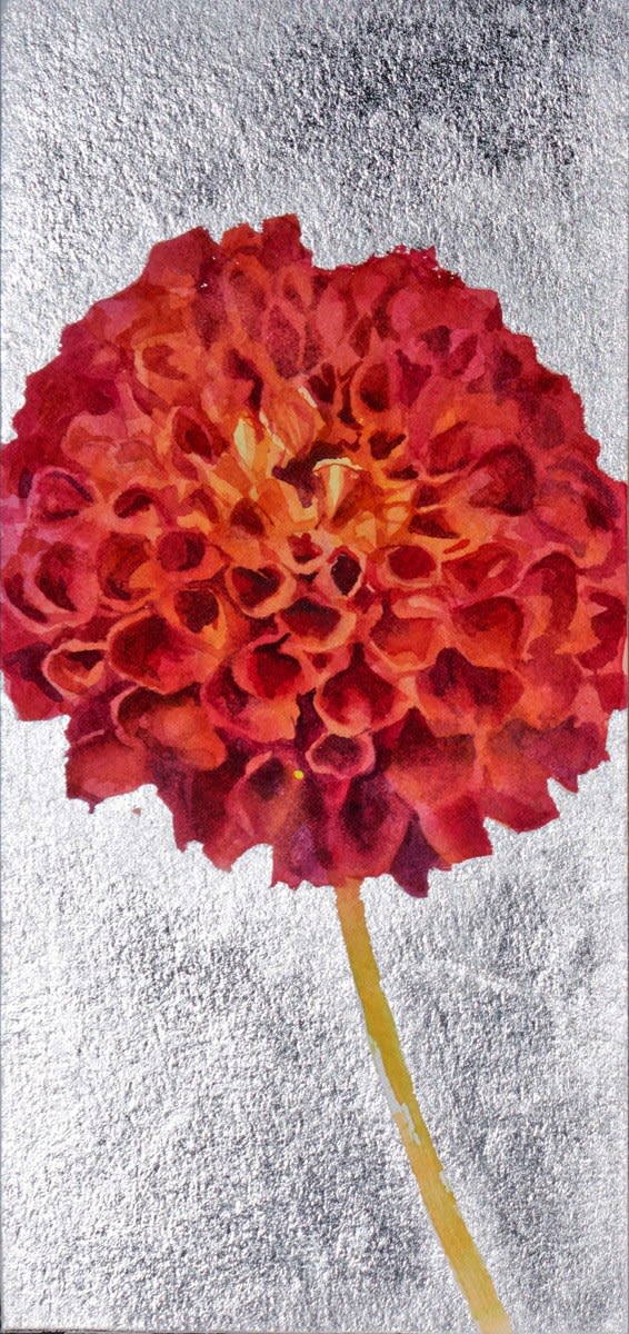 Jenny Matthews, Dahlia 'Jowey Frambo'