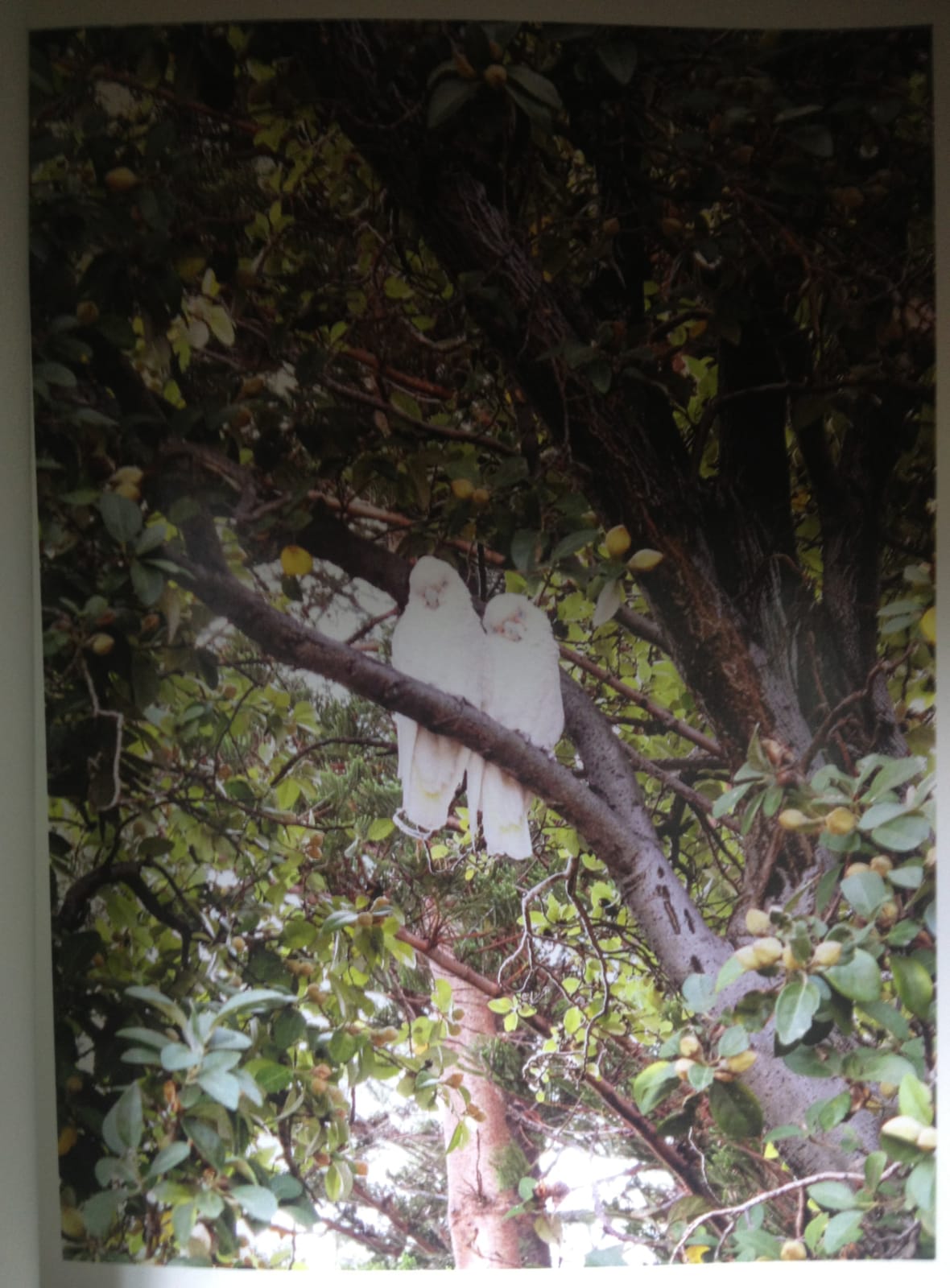 Ellen Jong 杨怡人, Cockatoos 鹦鹉, 2009