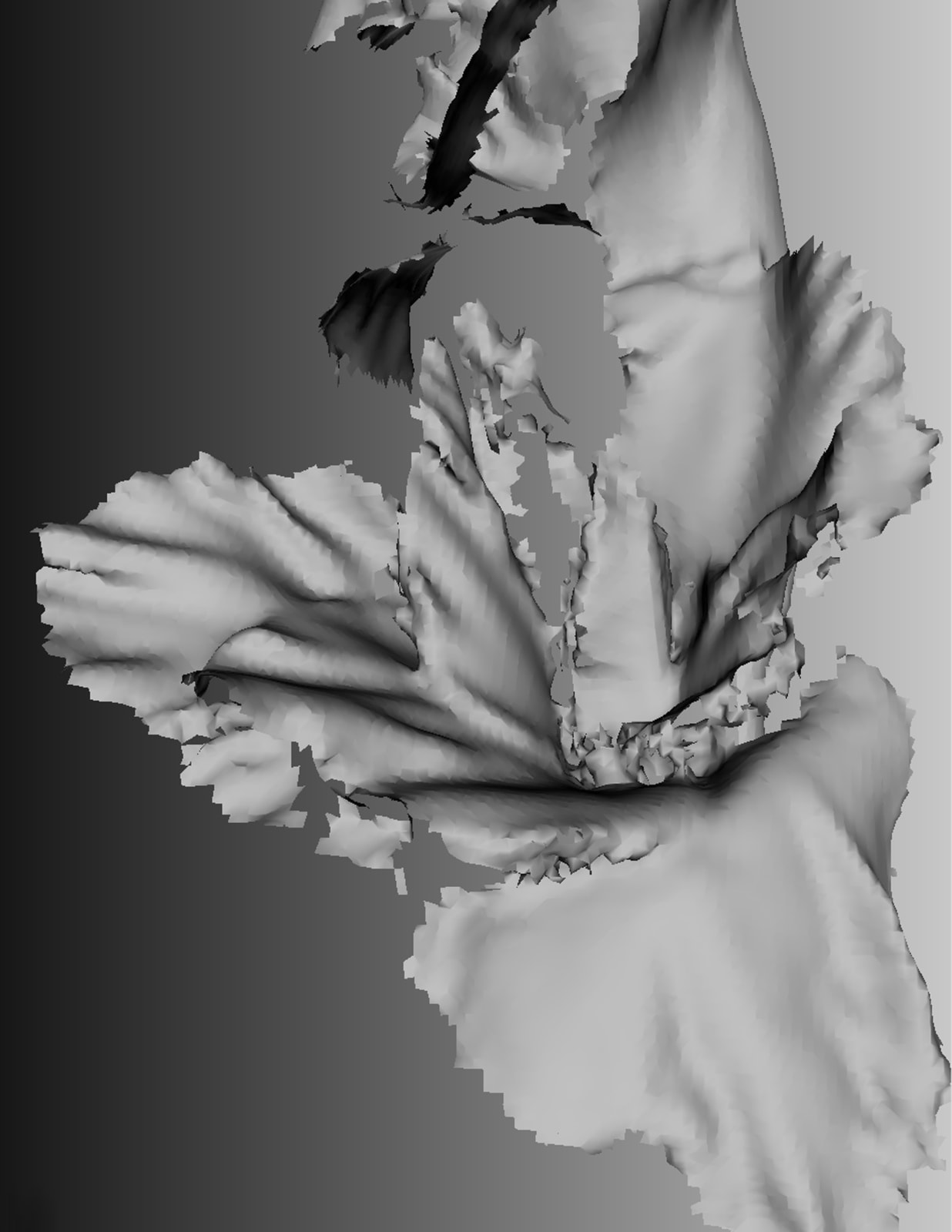 Amy Yao 姚书安, Opt Out, Gladiola 自愿退出，剑兰, 2015