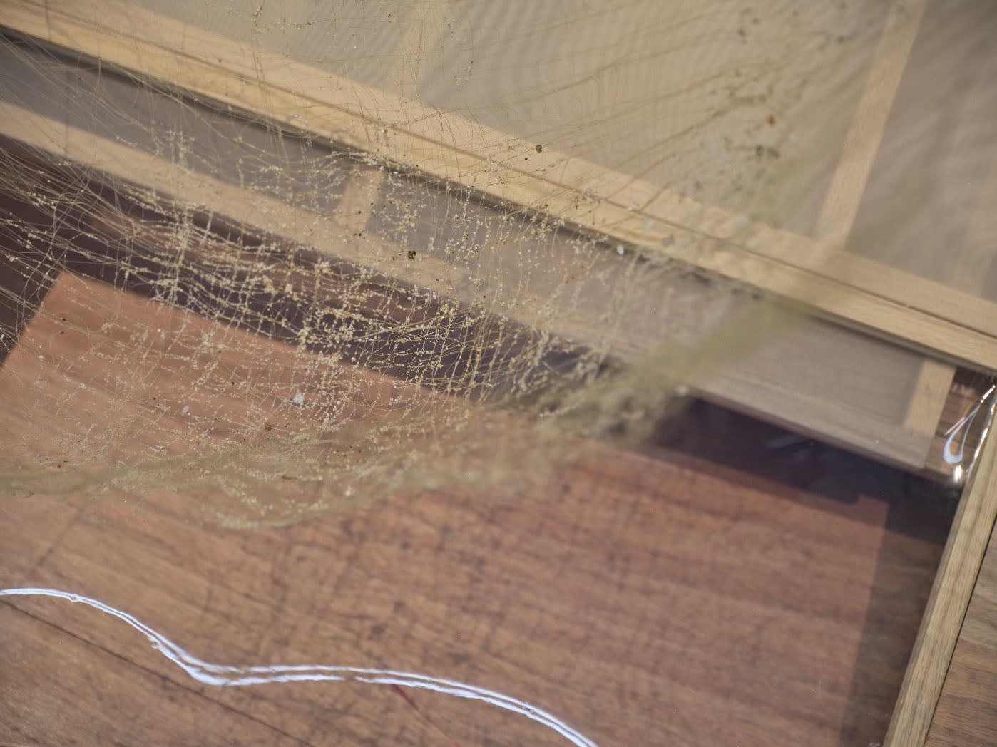 Chen Ruofan 陈若璠, Soft Window II 软窗 II, 2024