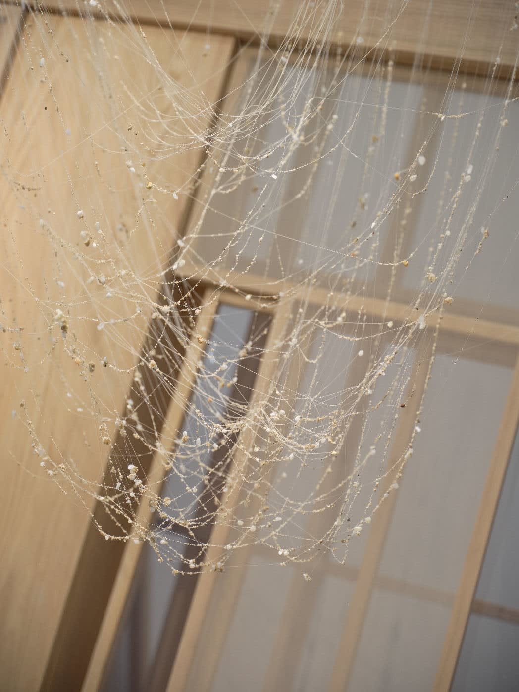 Chen Ruofan 陈若璠, Soft Window 软窗, 2024