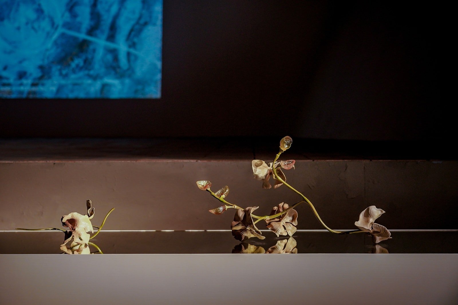 Cao Shuyi 曹舒怡, Shellwort #1 & Shellwort #2 , 2025