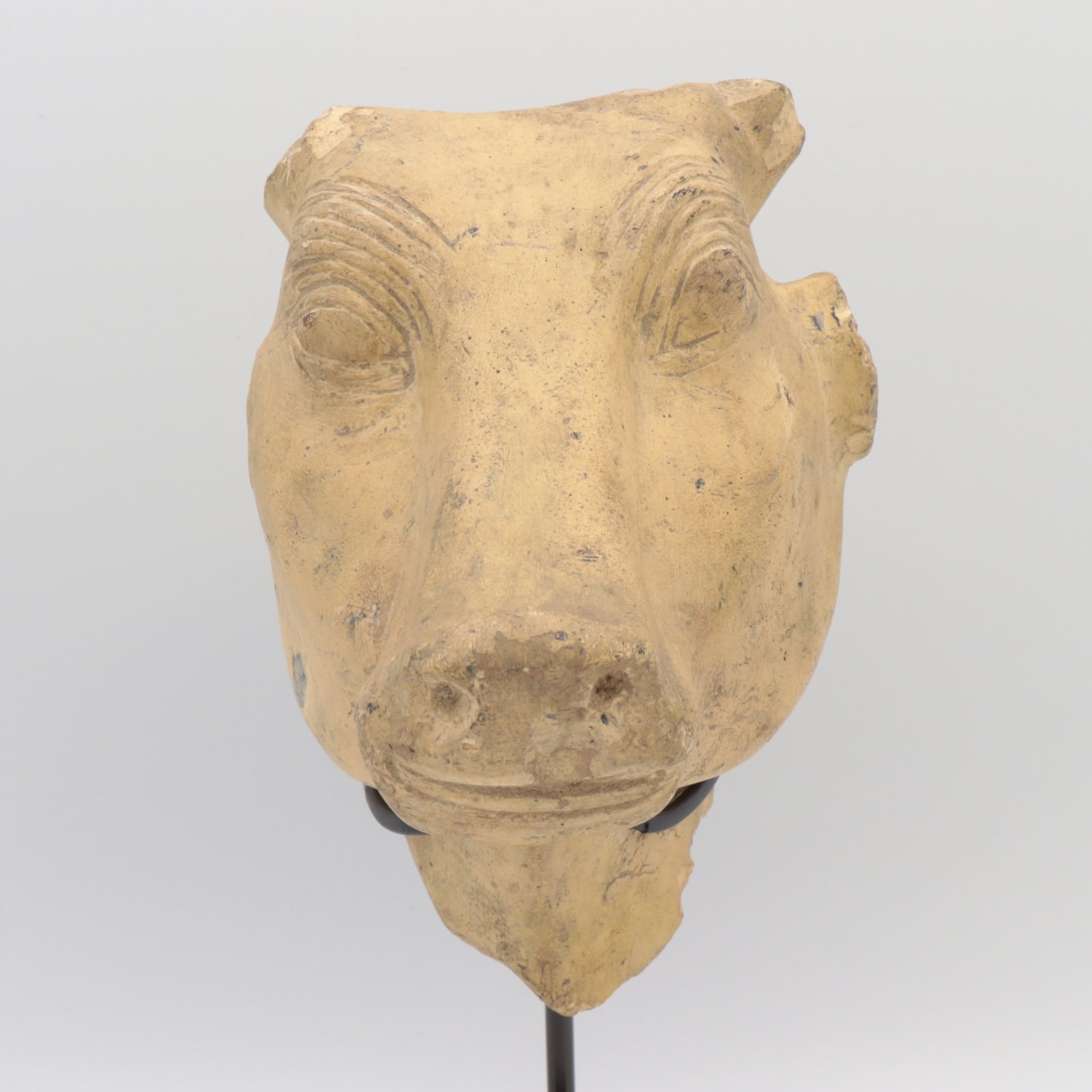 Late Dynastic Limestone Head of the Apis Bull, c. 600 to 400 BCE