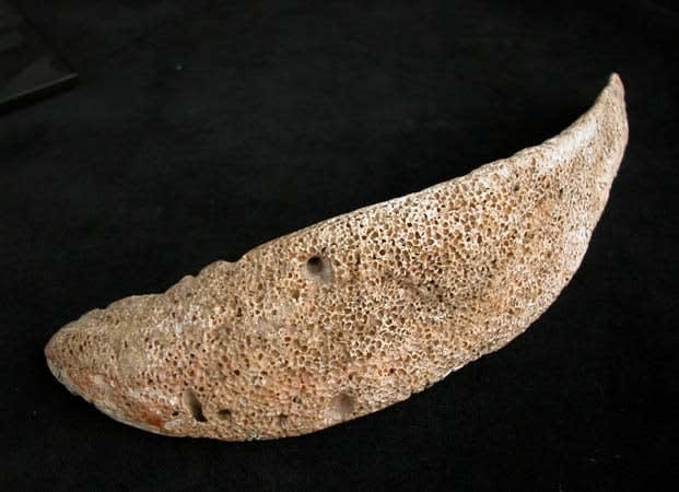 Colima Talisman in the Form of a Coatimundi, 300 BCE - 300 CE