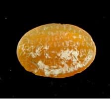 Gnostic Carnelian Seal with Inscription, 300 CE - 500 CE