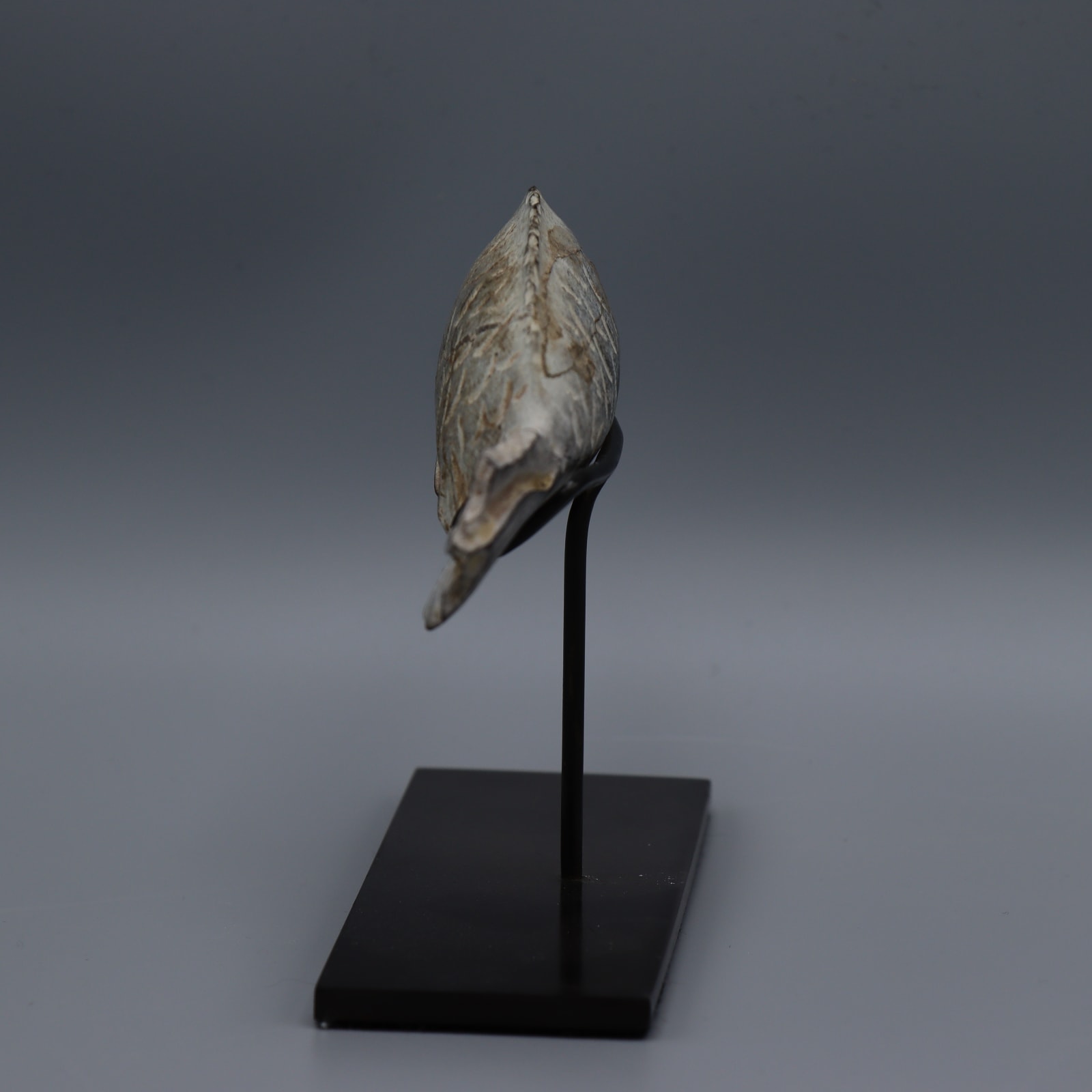 Egyptian Neolithic Sculpture of a Fish, 8000 BC - 5000 BC