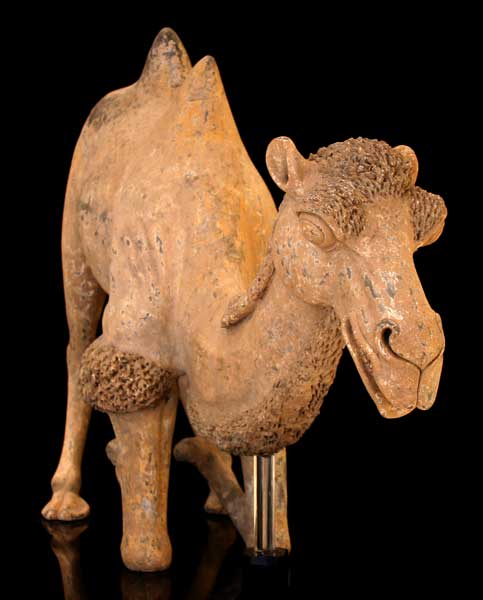 Large Tang Terracotta Sculpture of a Kneeling Camel, 618 CE - 906 CE