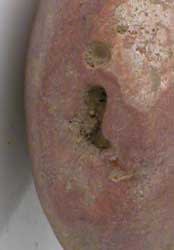 Bird Effigy Votive Seal With An Intaglio, 4000 BCE - 3000 BCE