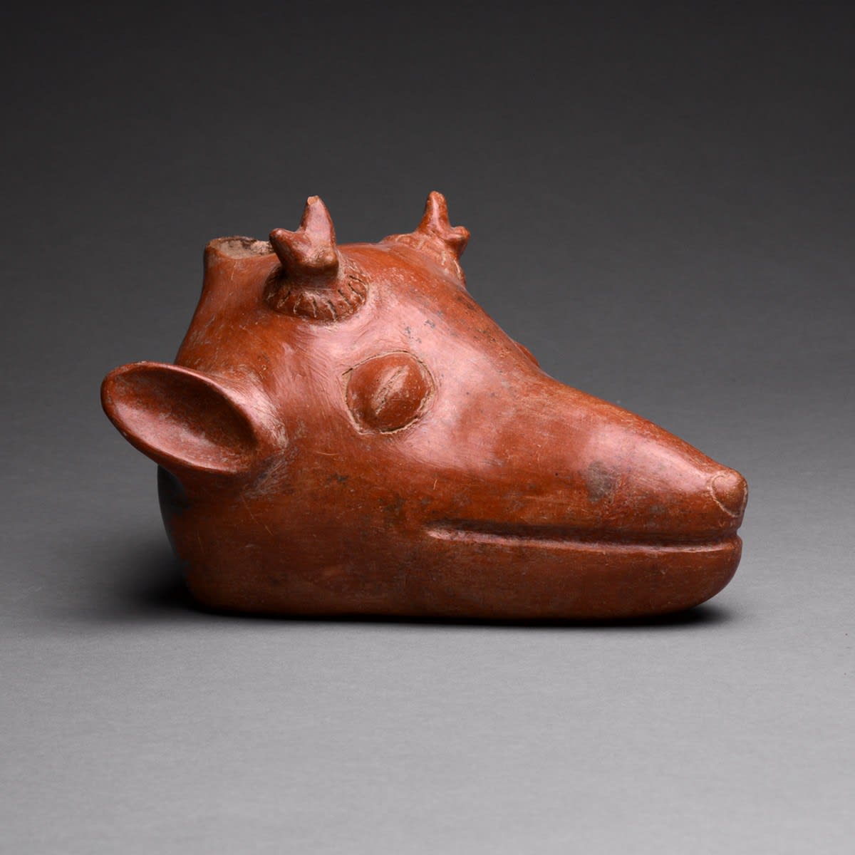 Colima Vessel in the Form of an Animal Head, 300 BCE - 300 CE