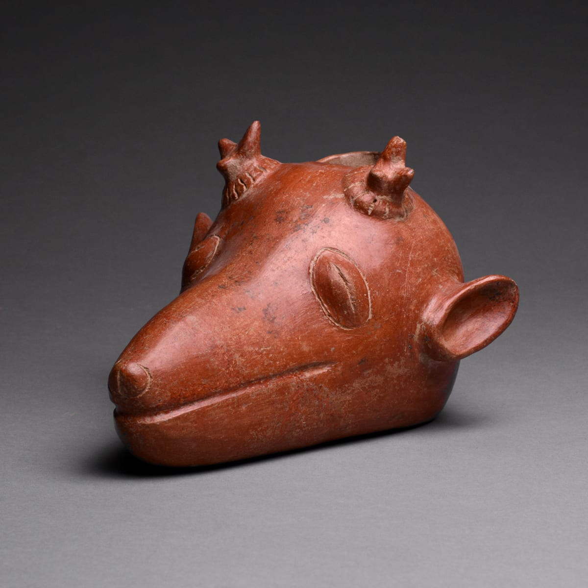 Colima Vessel in the Form of an Animal Head, 300 BCE - 300 CE