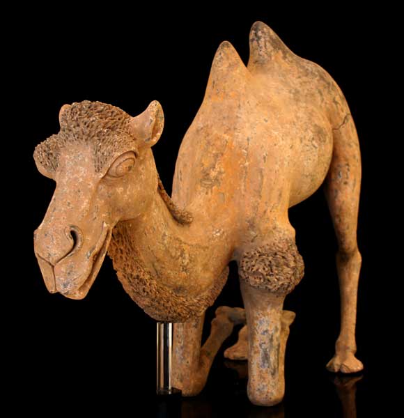 Large Tang Terracotta Sculpture of a Kneeling Camel, 618 CE - 906 CE