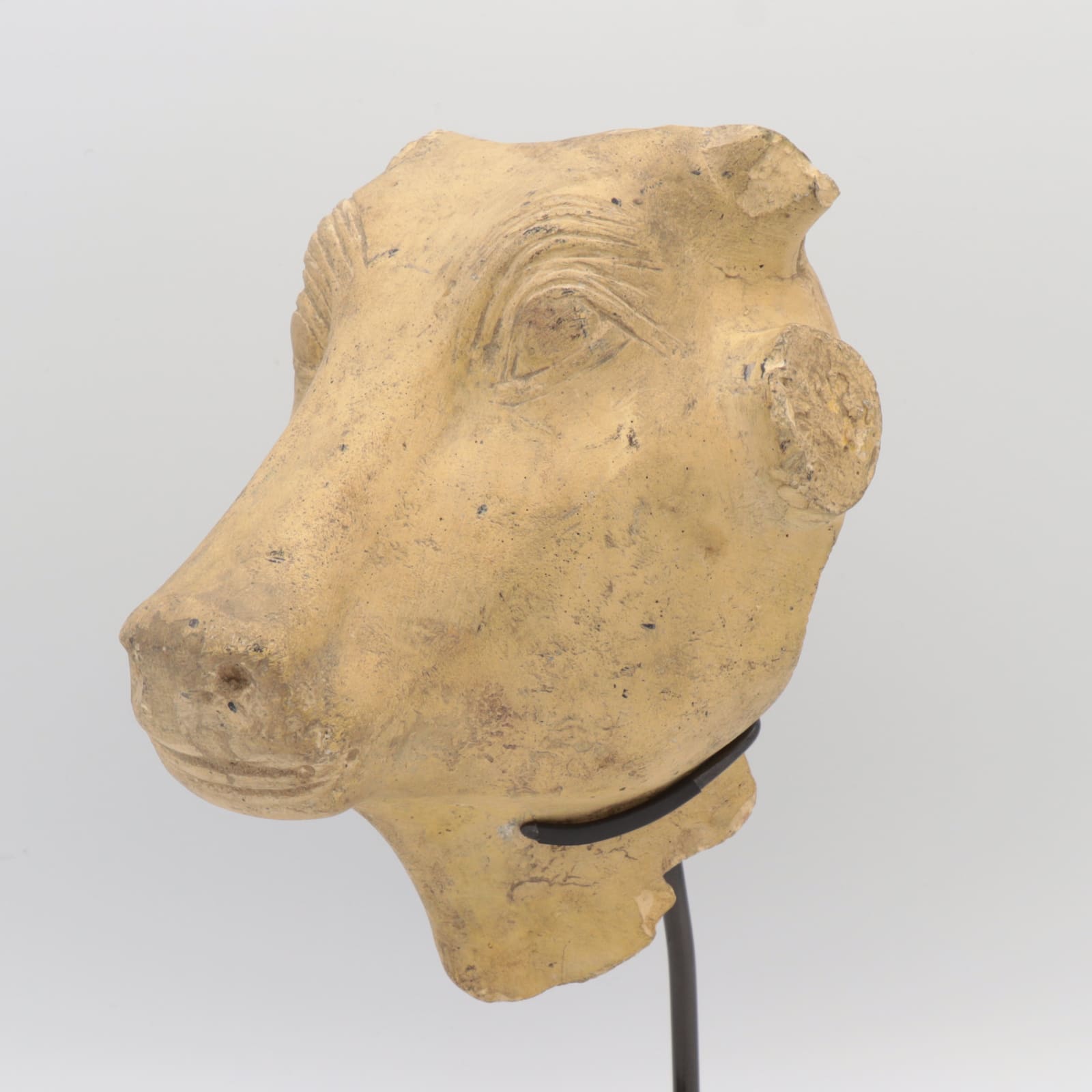Late Dynastic Limestone Head of the Apis Bull, c. 600 to 400 BCE