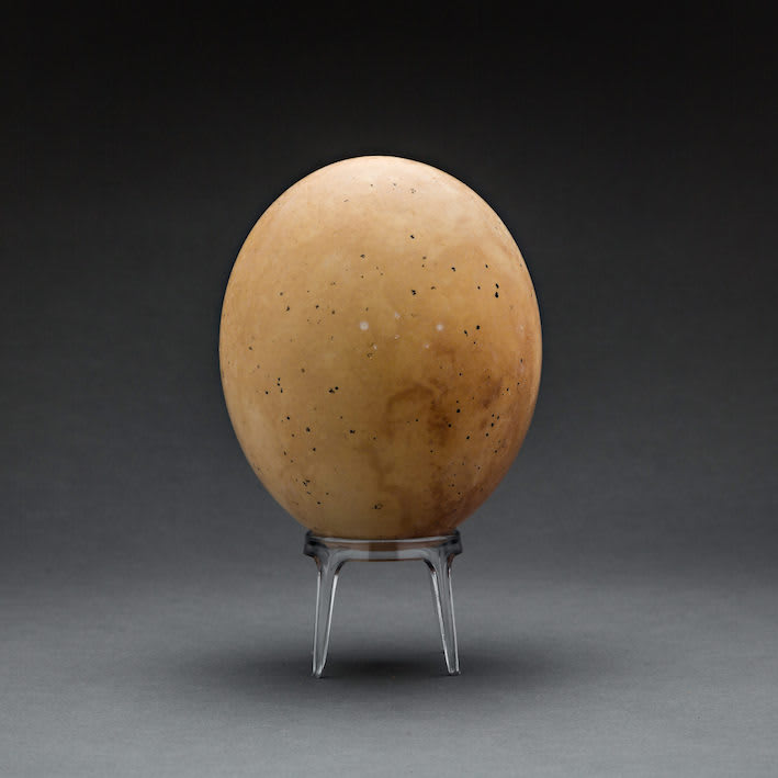 Set of Six Bronze Age Ostrich Eggs, 2700 BCE - 2100 BCE