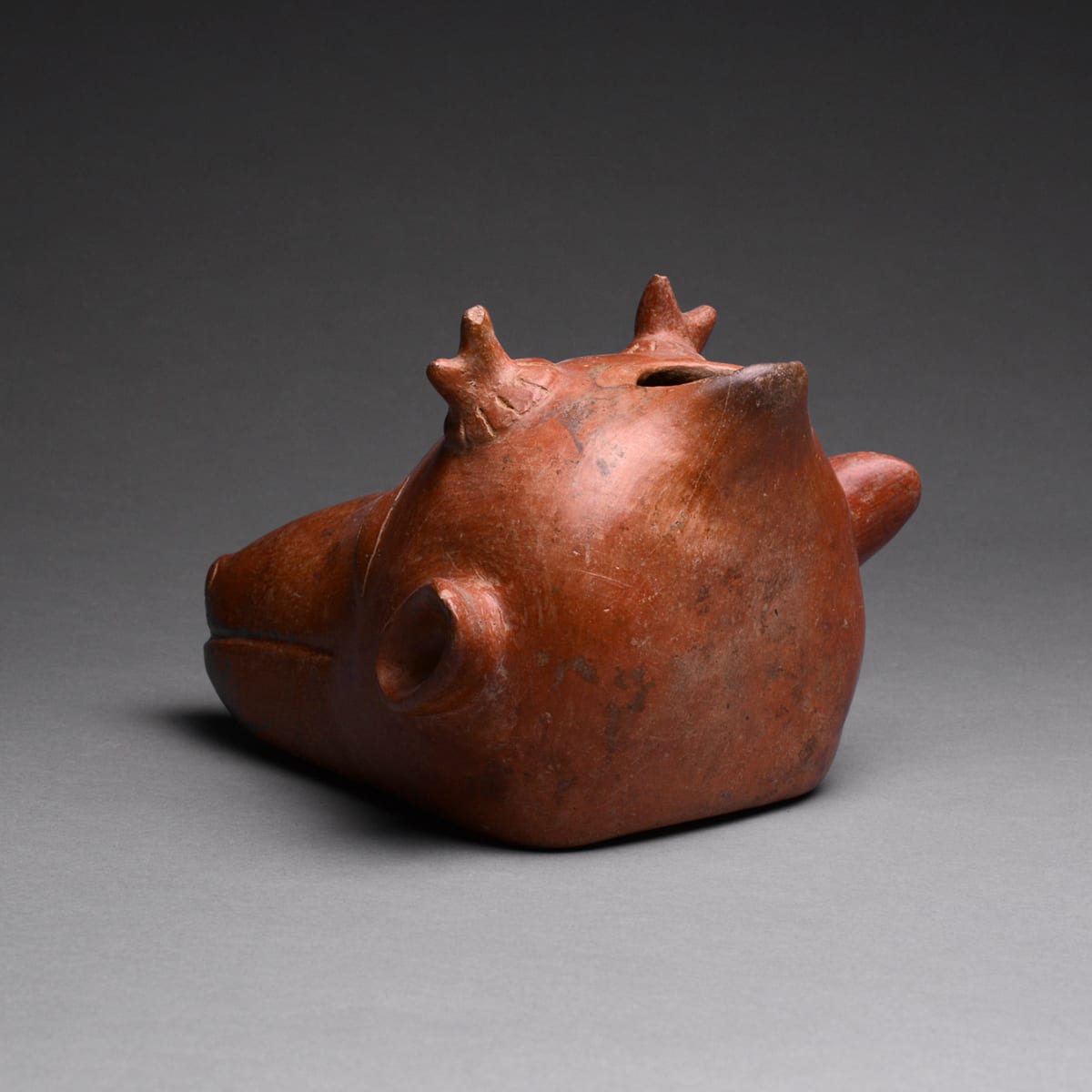 Colima Vessel in the Form of an Animal Head, 300 BCE - 300 CE