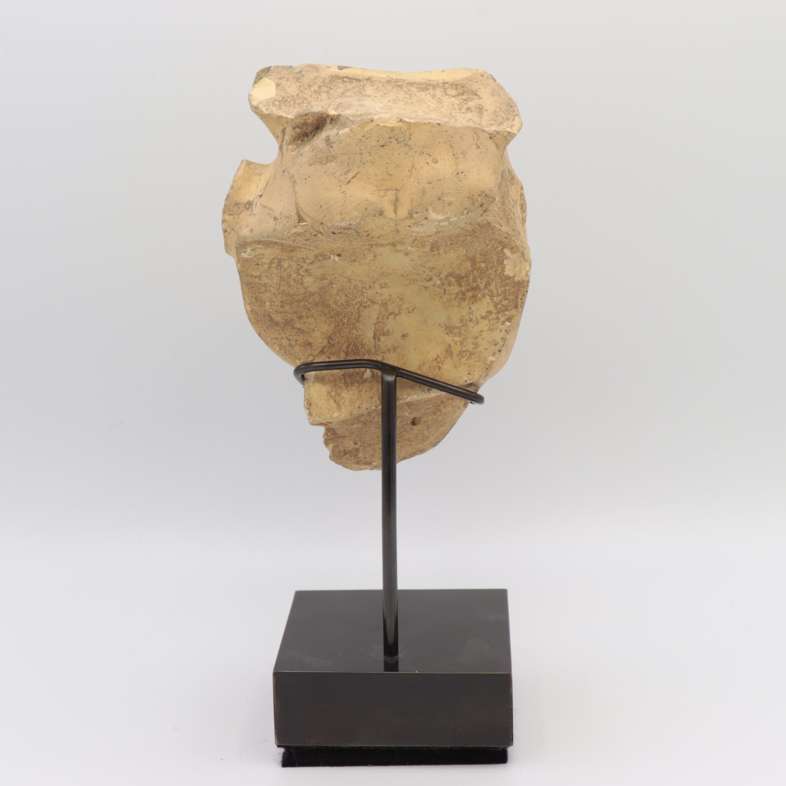 Late Dynastic Limestone Head of the Apis Bull, c. 600 to 400 BCE