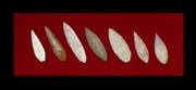 Set of Seven Neolithic Flint Arrowheads, 6000 BCE - 4000 BCE