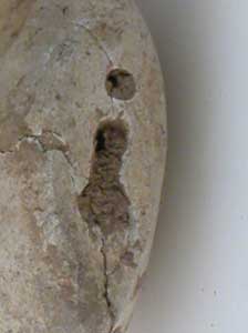 Bird Effigy Votive Seal With An Intaglio, 4000 BCE - 3000 BCE