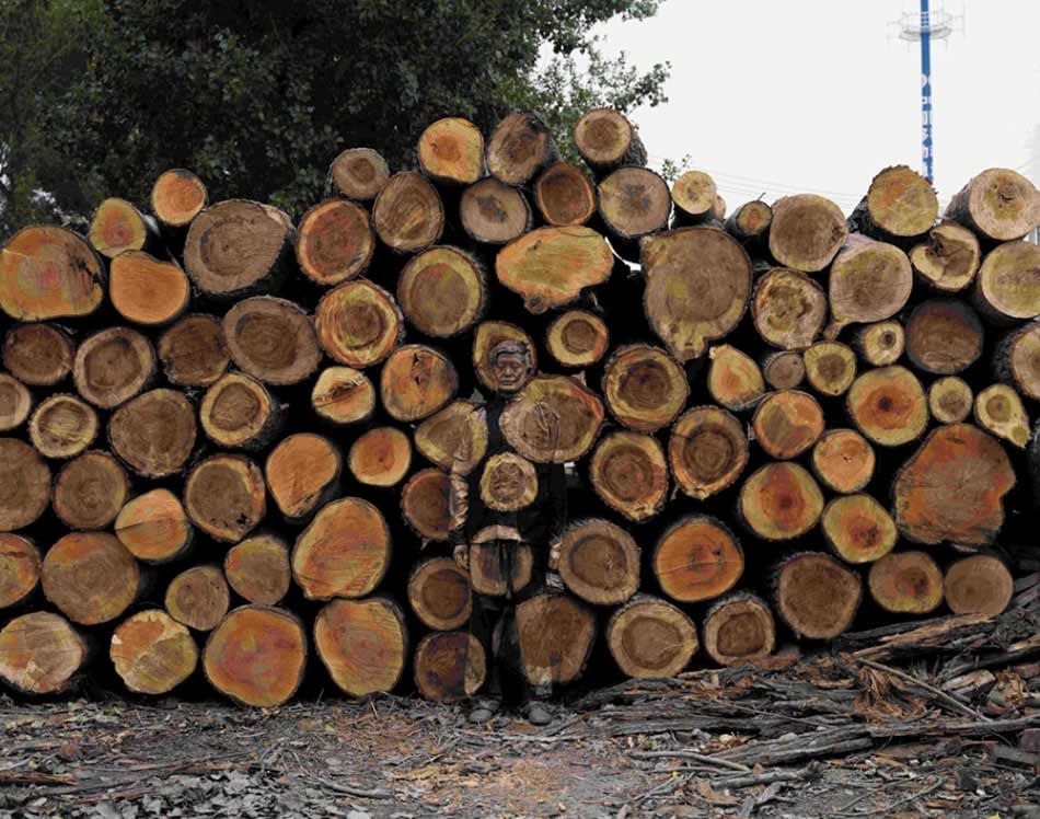 Liu Bolin, Sawmill, 2010