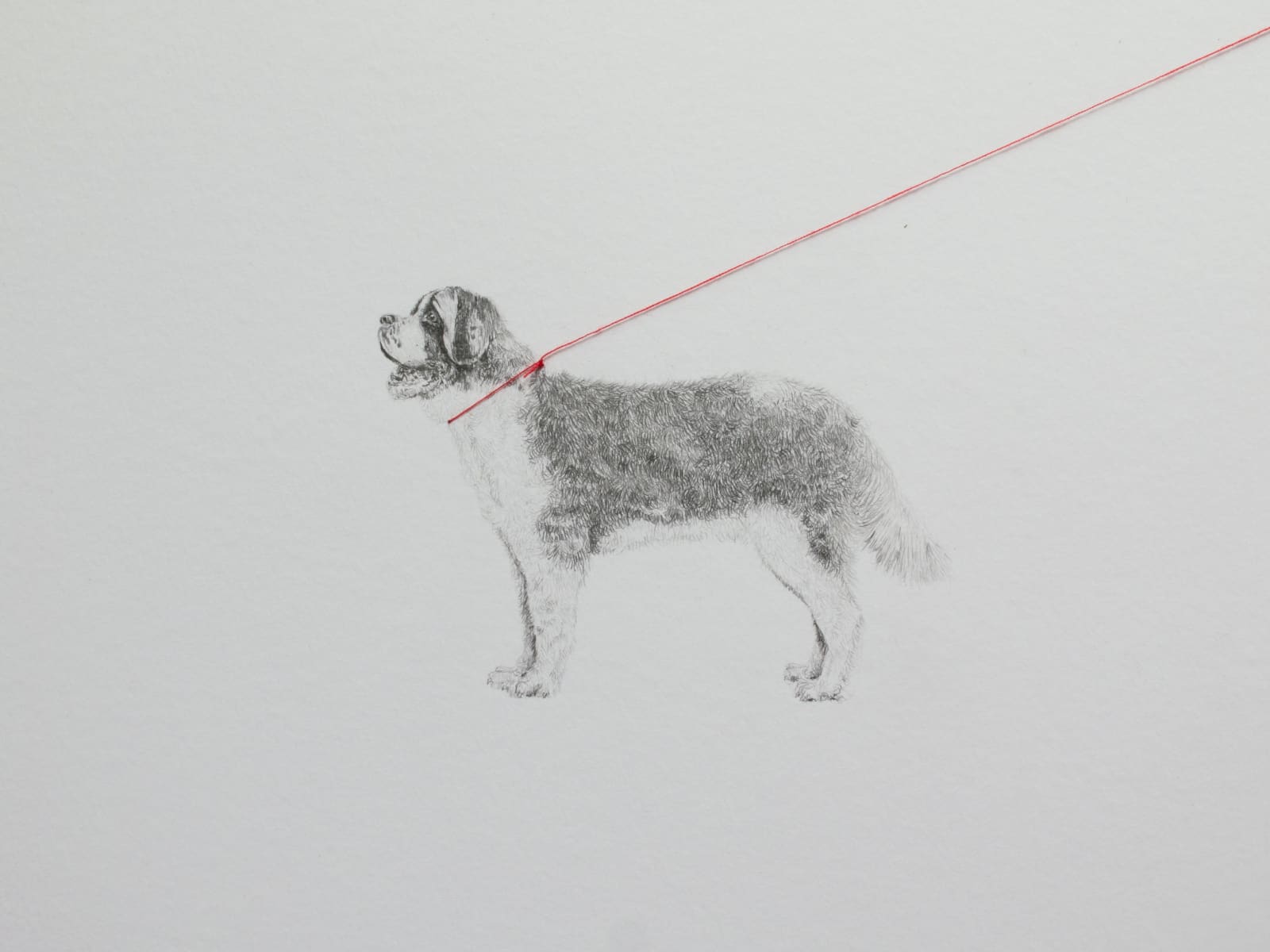 Carlos Alarcon, Tensions 6 (Saint Bernard), 2024