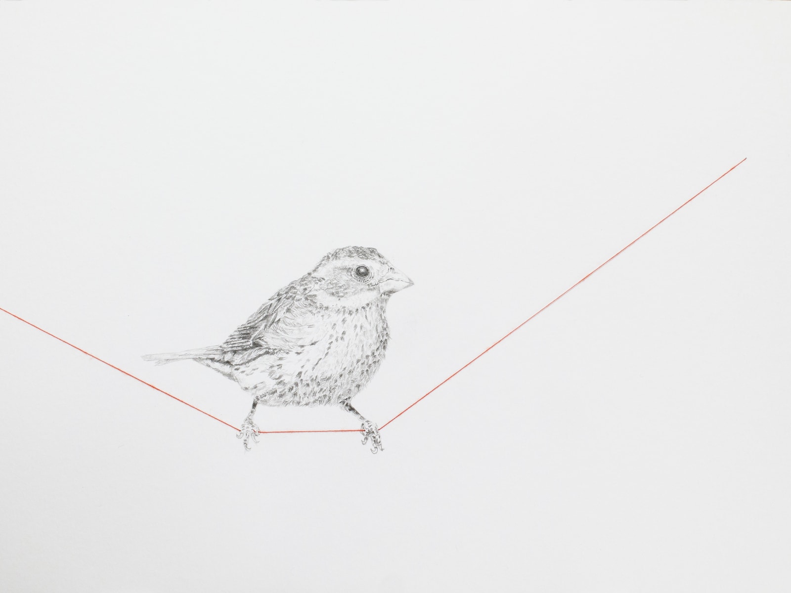 Carlos Alarcon, Tensions 14 (Bird), 2023