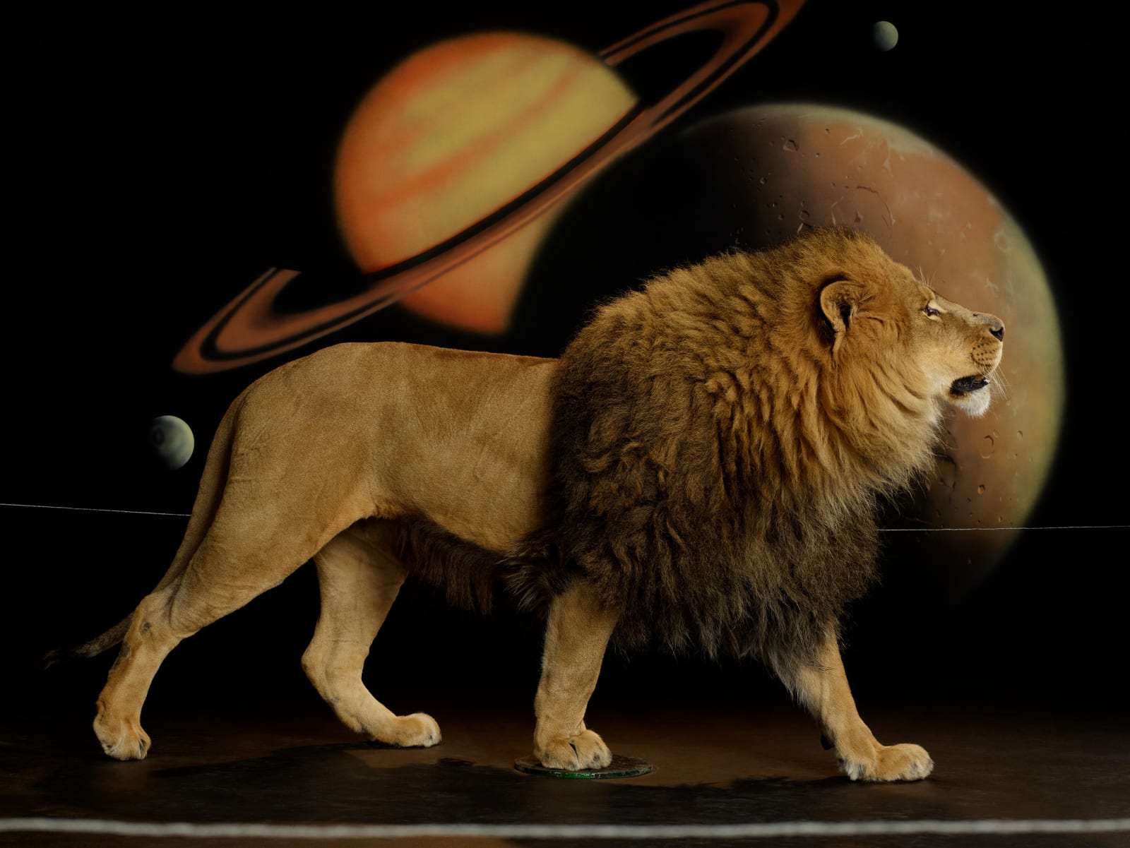 Awol Erizku, Lion (Body) I, 2022