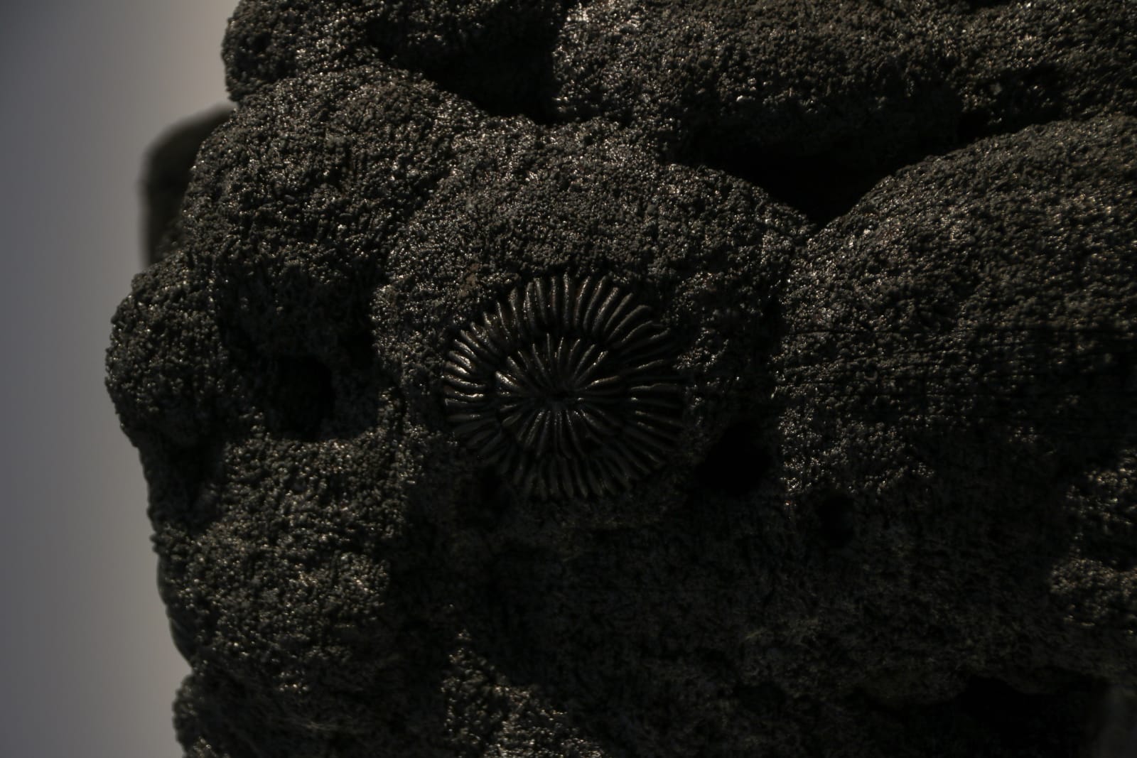 Carl Richard Söderström, Origo, 2021