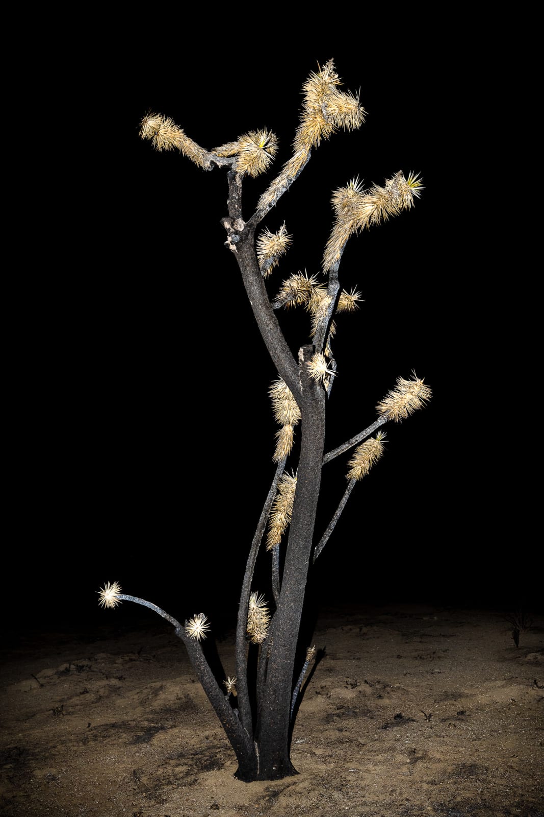 Christopher Woodcock, Desert Prophets, 2018-24