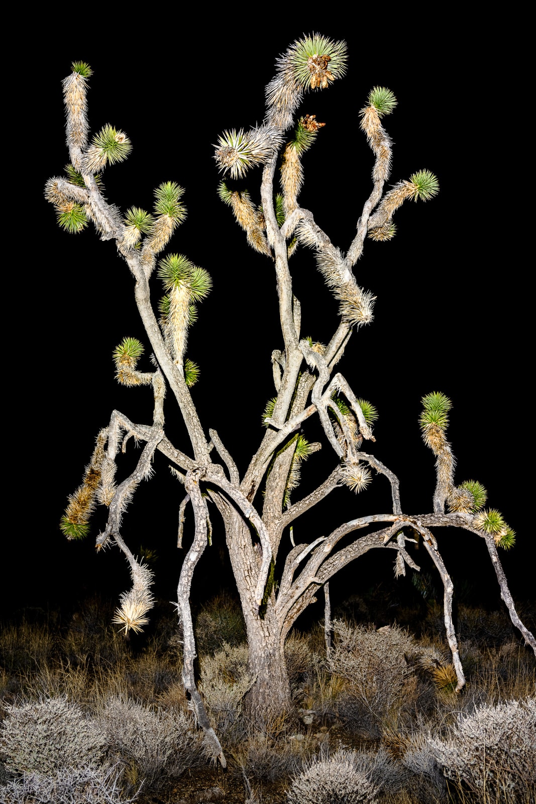 Christopher Woodcock, Desert Prophets, 2018-24