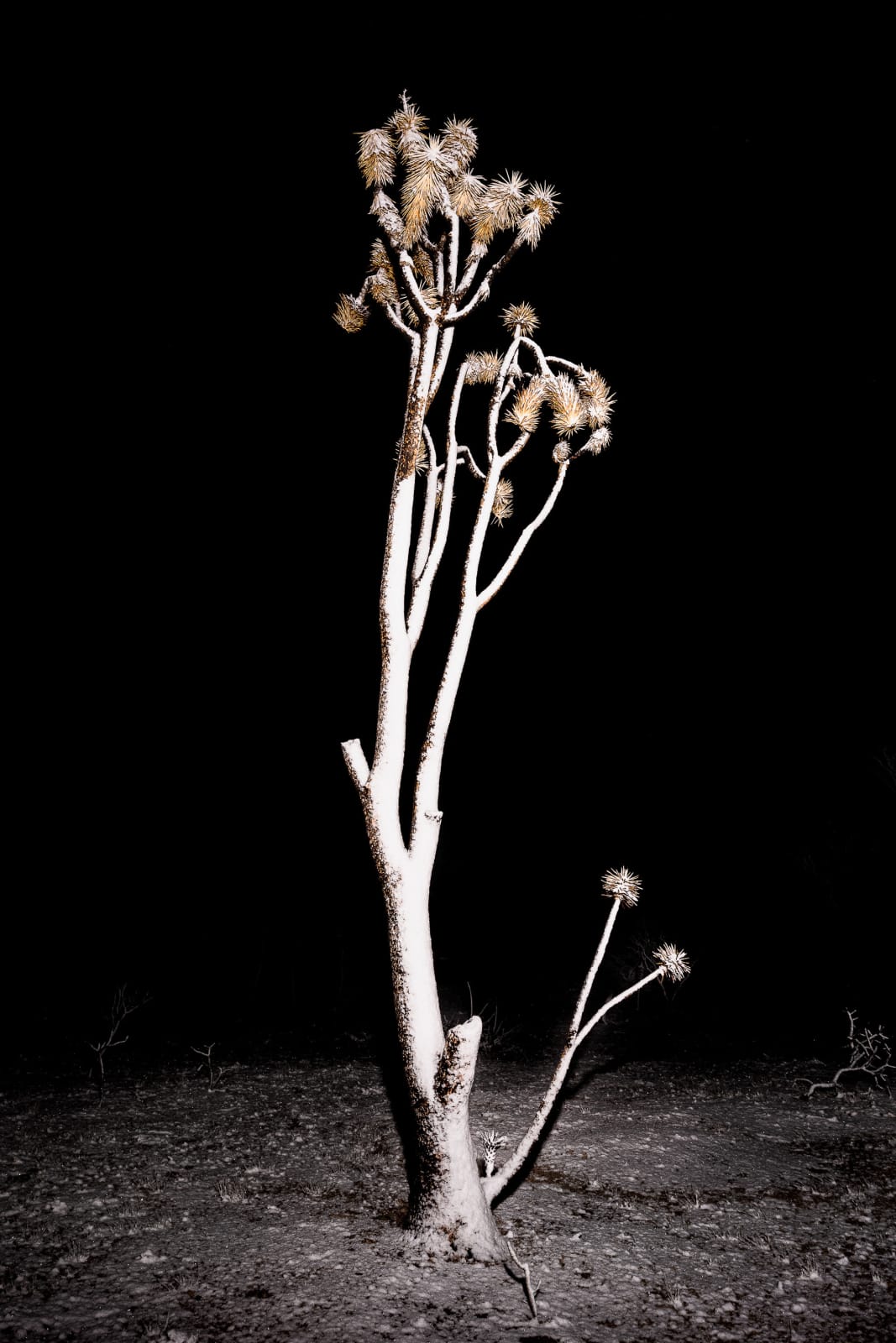 Christopher Woodcock, Desert Prophets, 2018-24