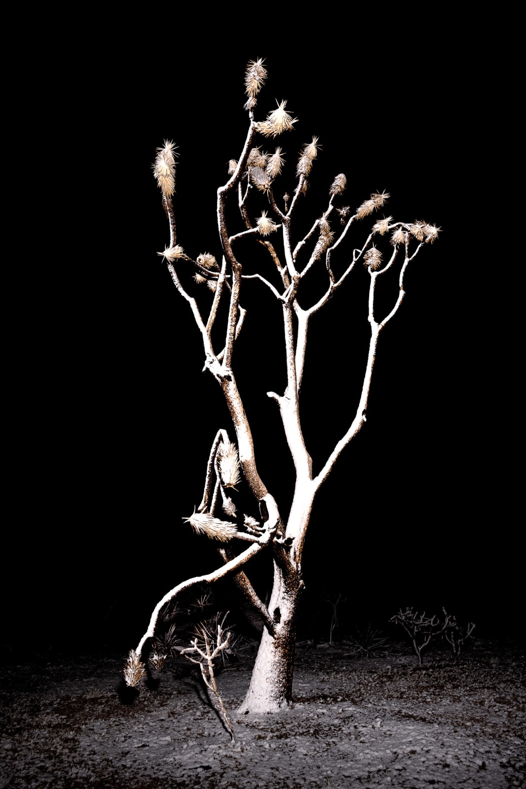 Christopher Woodcock, Desert Prophets, 2018-24