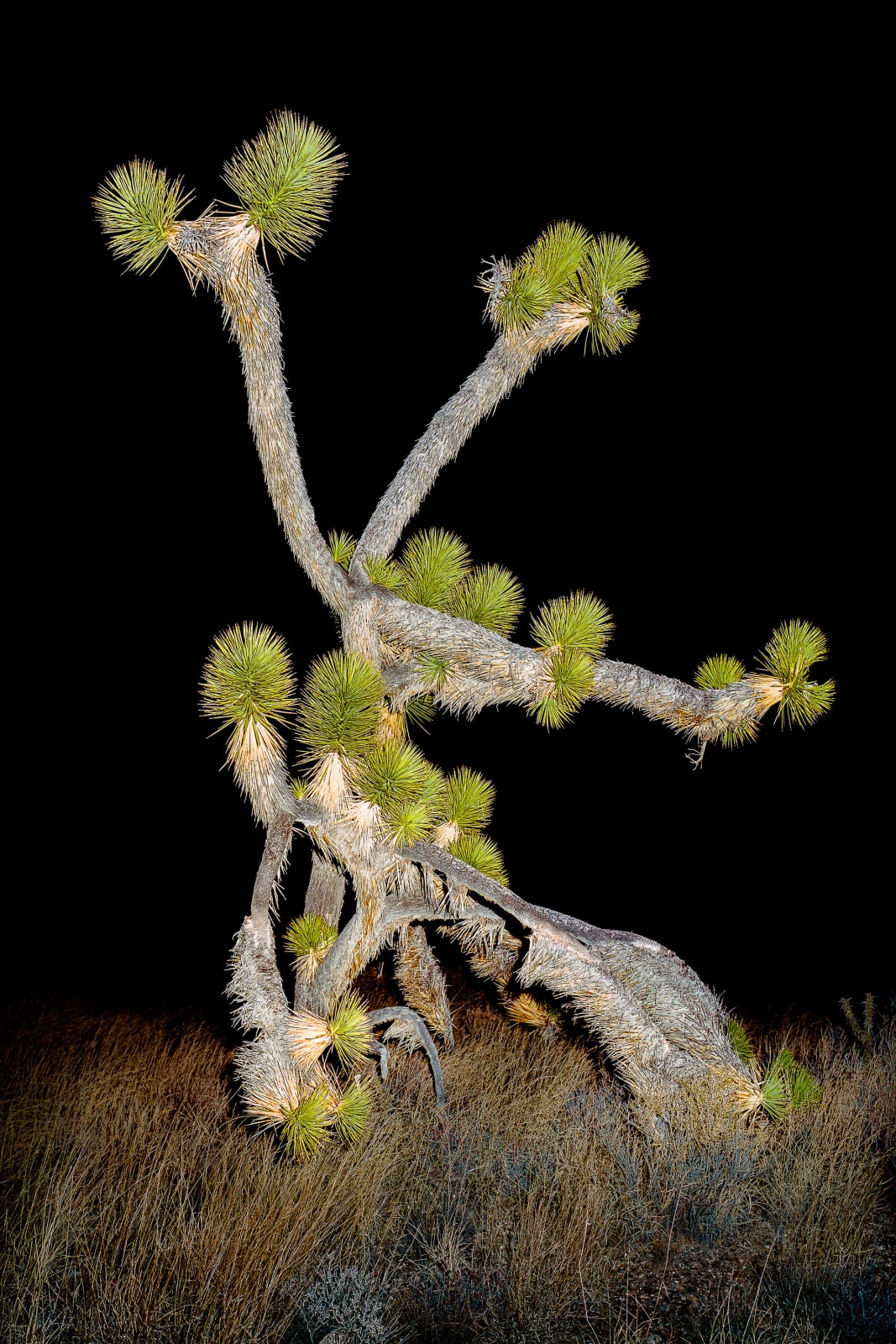 Christopher Woodcock, Desert Prophets, 2018-24