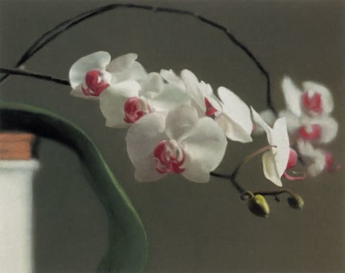 Gerhard Richter, Orchidee II, 1998