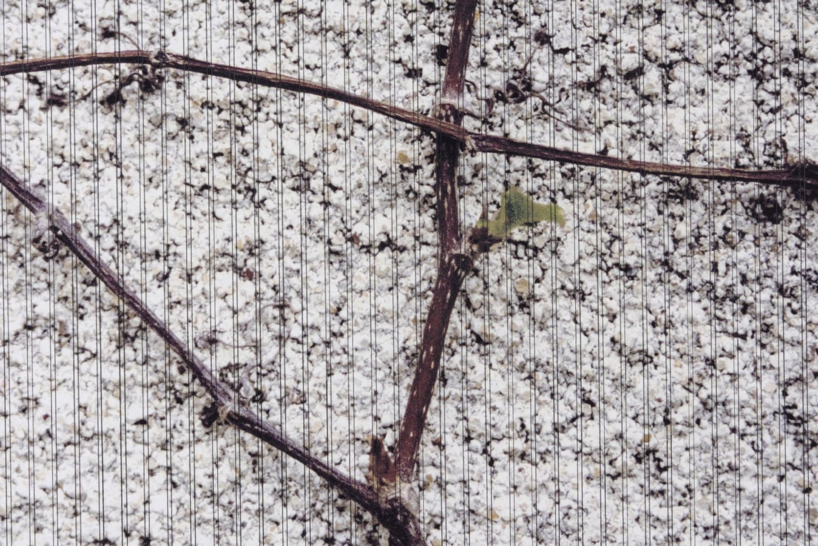 Linda Ridgway, O’er ruined fences the grape-vines shield, 2022