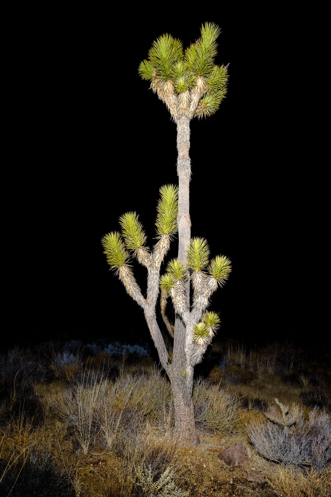 Christopher Woodcock, Desert Prophets, 2018-24