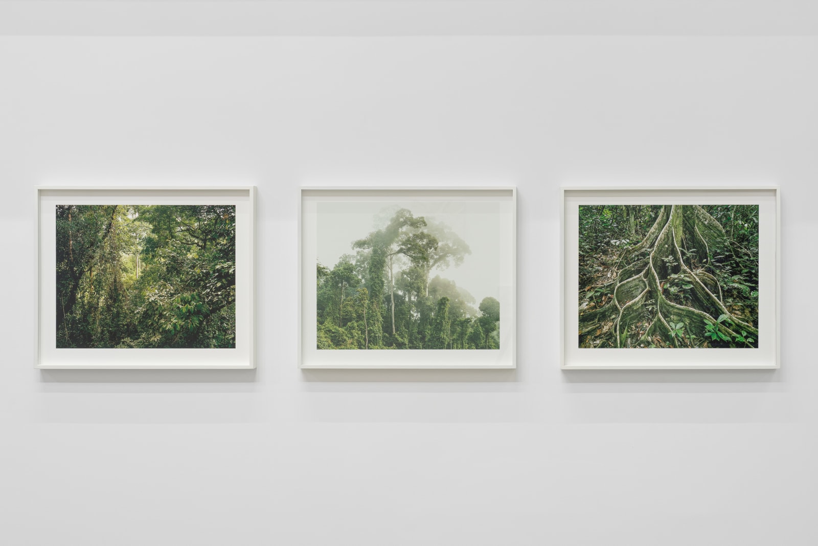 Olaf Otto Becker, Primary Forest 18, Roots, Malaysia 10/2012, 2012