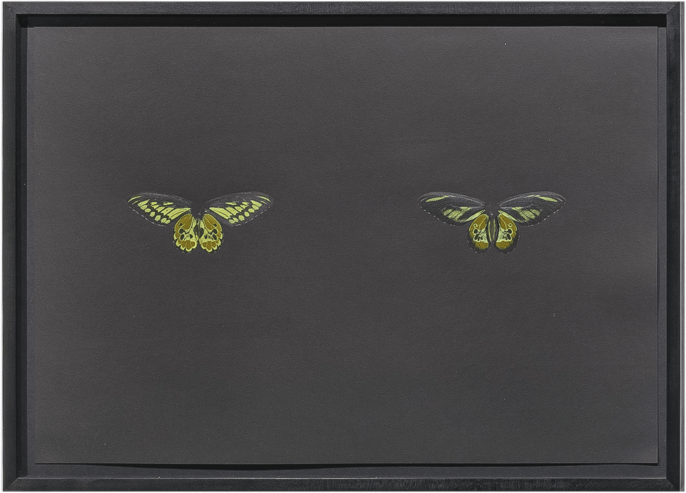 Maximilian Prüfer, Black Butterfly-Prints, 2017