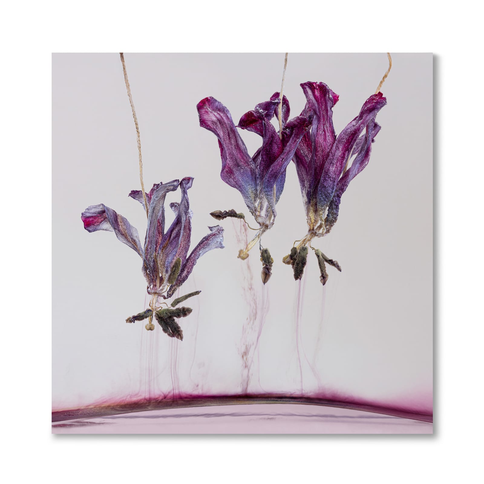 Kathrin Linkersdorff, Floriszenzen 11, 2019