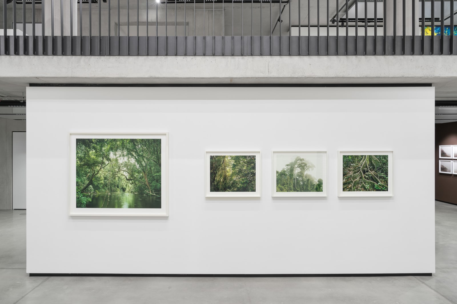 Olaf Otto Becker, Primary Forest 18, Roots, Malaysia 10/2012, 2012