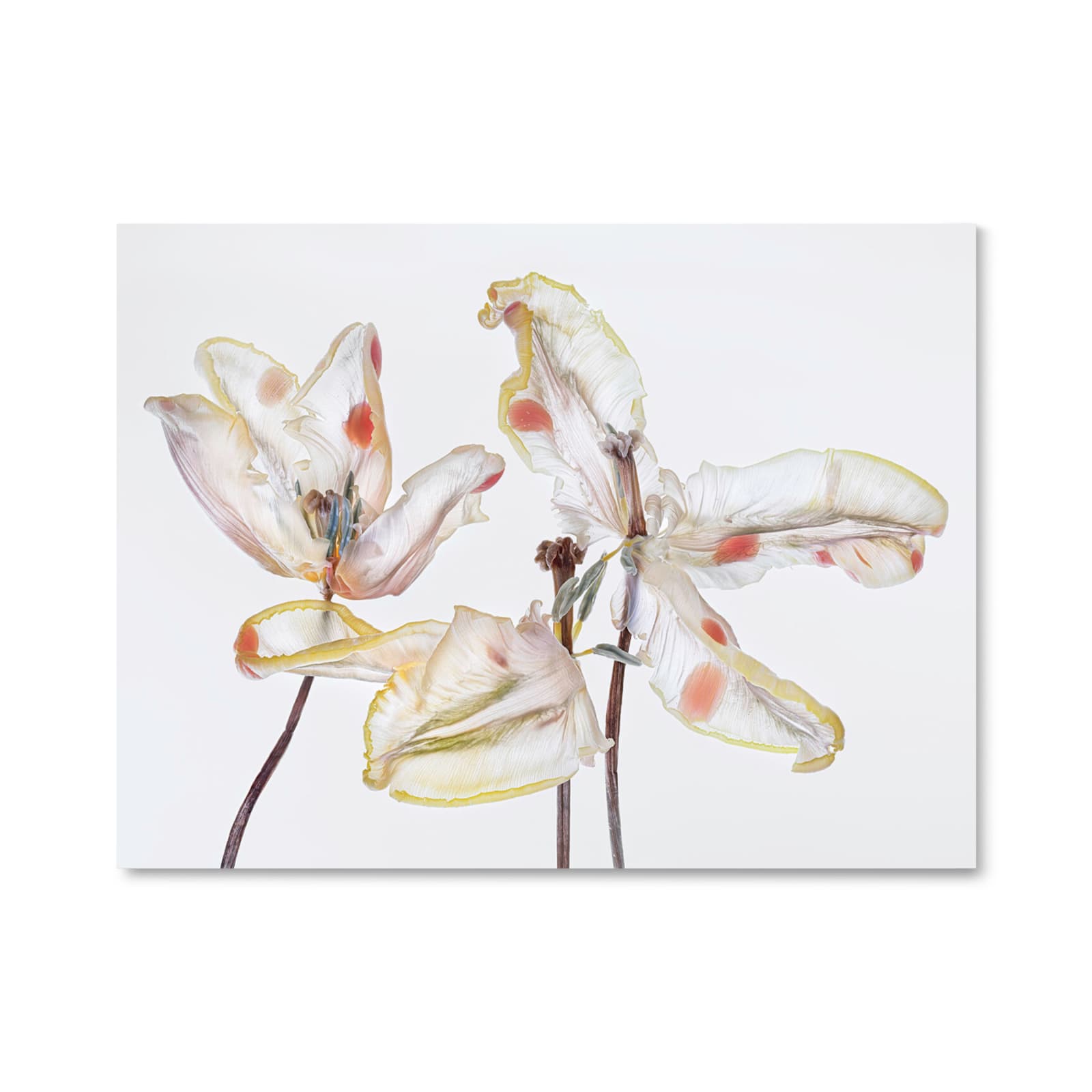 Kathrin Linkersdorff, Fairies VIII/2, 2025