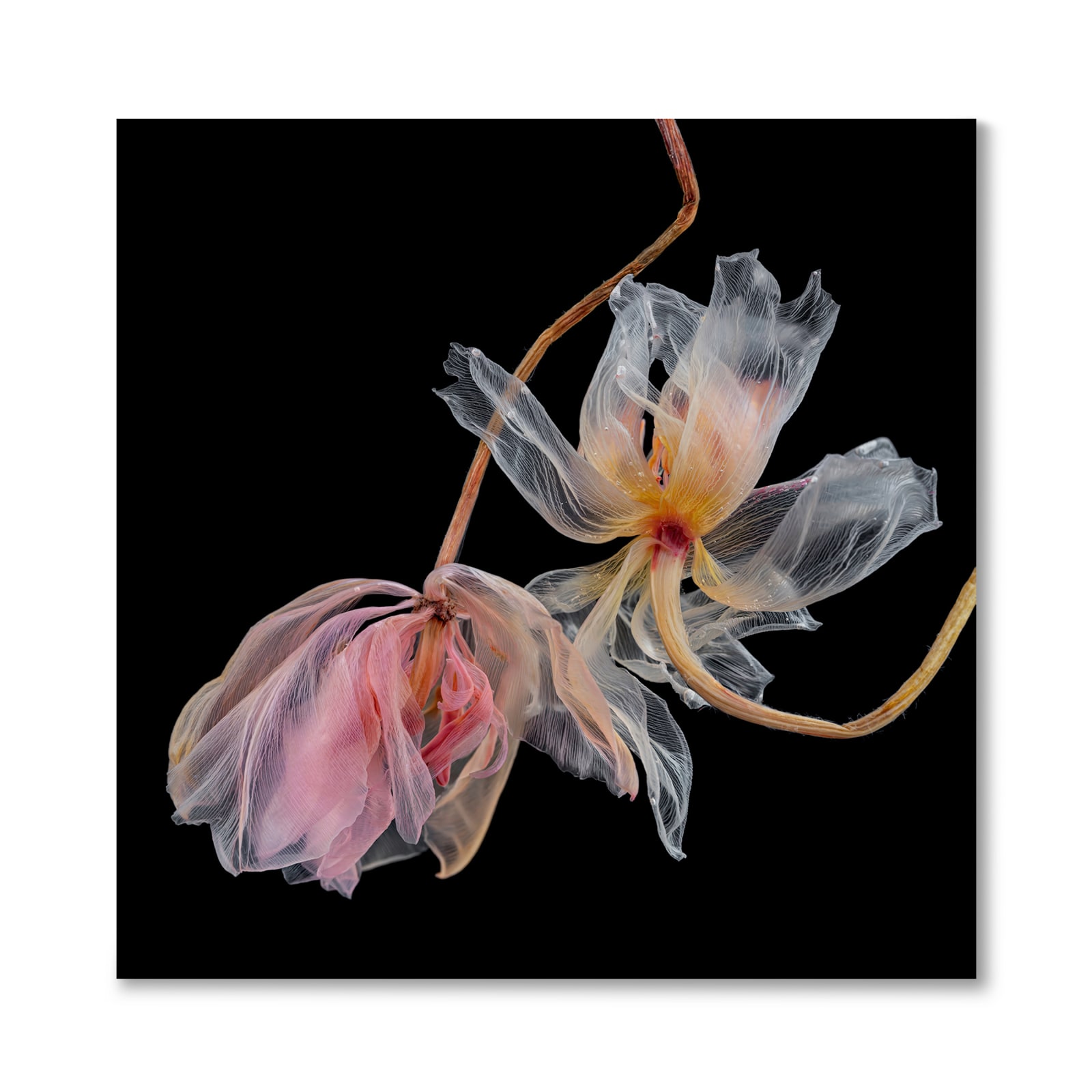 Kathrin Linkersdorff, Fairies I/5, 2020