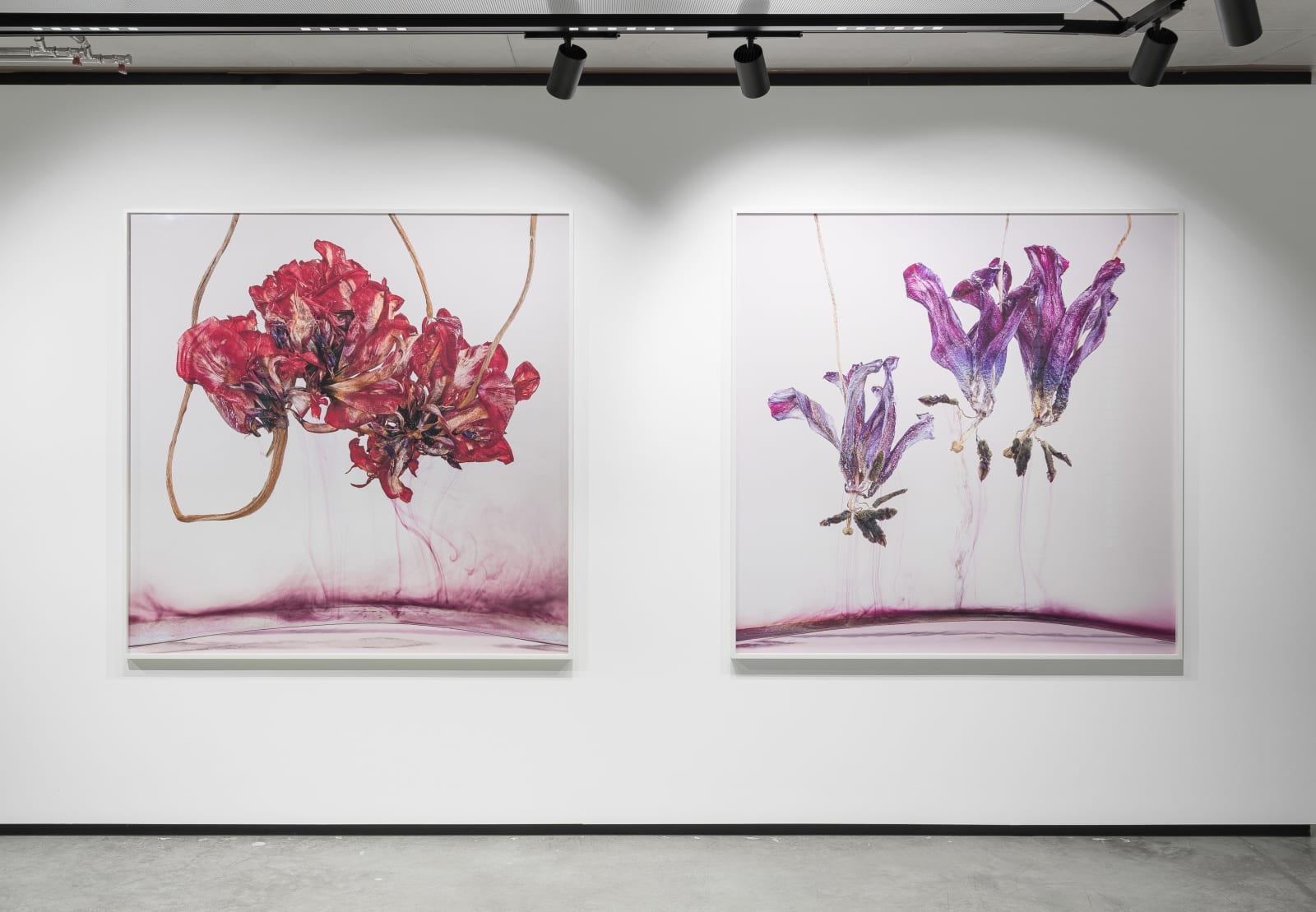 Kathrin Linkersdorff, Floriszenzen 4, 2019