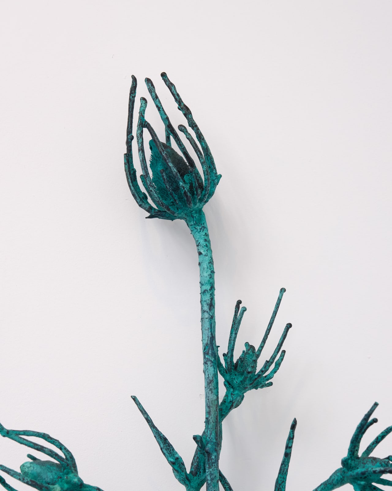 Alicja Biala, Hyperaccumulator (9), 2025