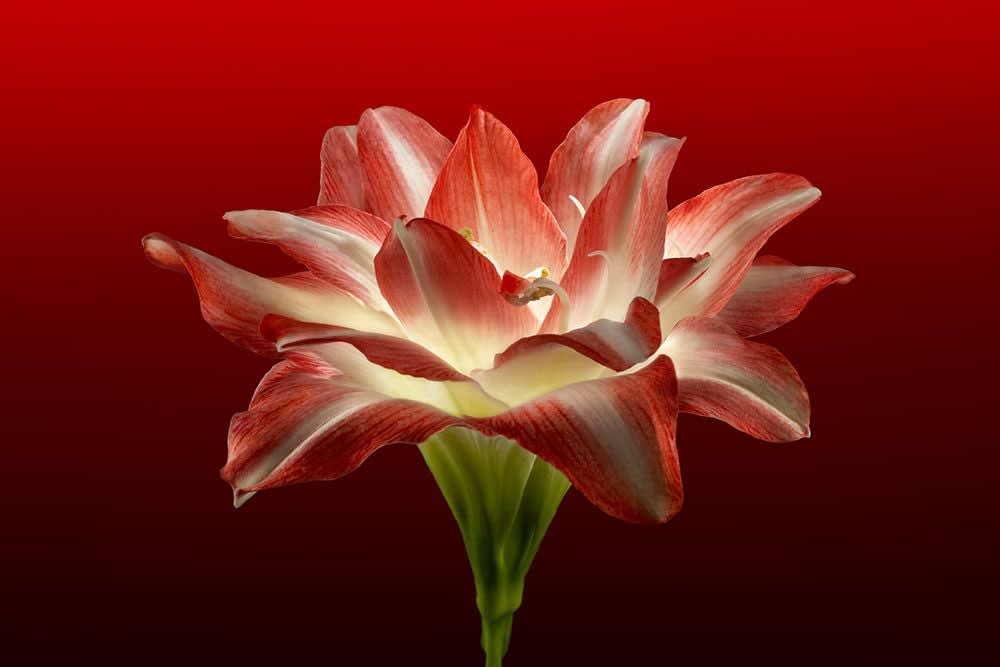 Parish KOHANIM, Amaryllis