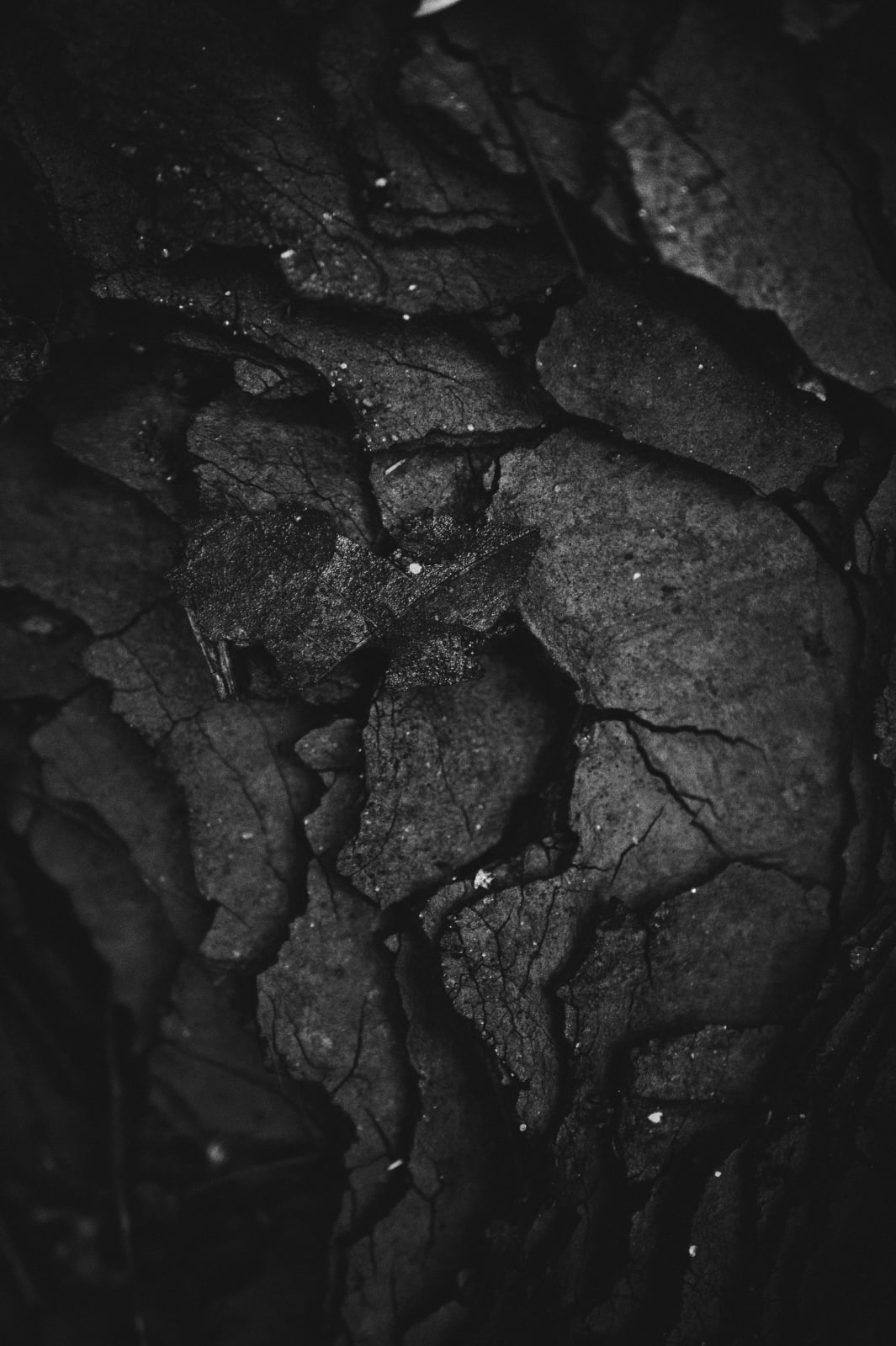 Landon Carter, Cracks, 2019