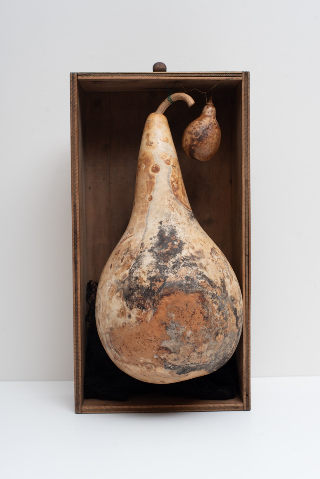 Irene Briant, Gourd Box, 2024
